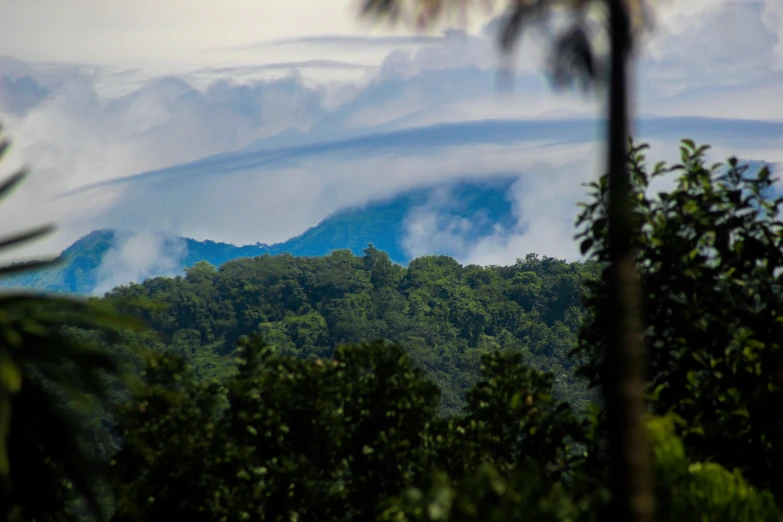 a large bird flies over the forest canopy