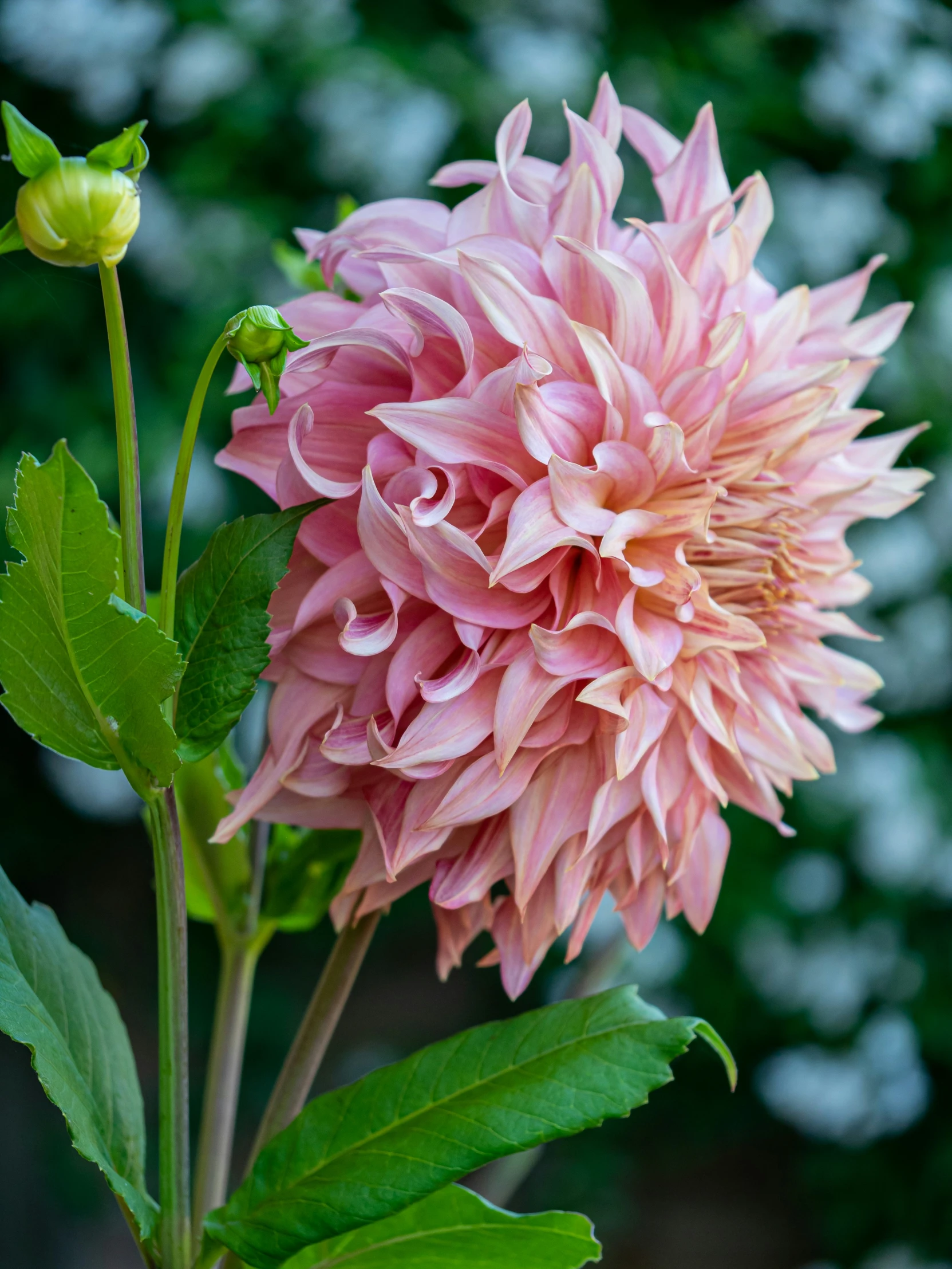 an image of pink flower in the field