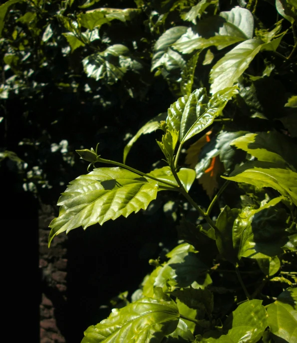 an image of some leaves that are very green