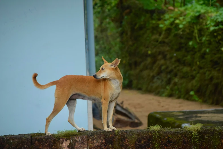 a dog with his head turned standing on the edge of a fence