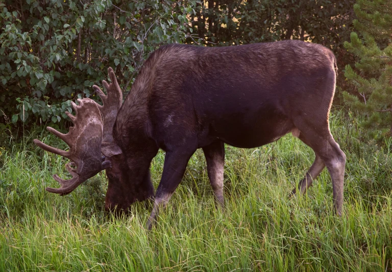 a bull standing on top of grass covered field