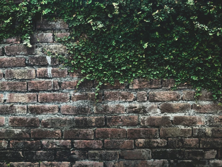 the brick wall is overgrown with leaves as it rests