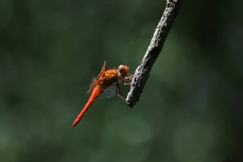 a tiny insect hanging on the end of a nch