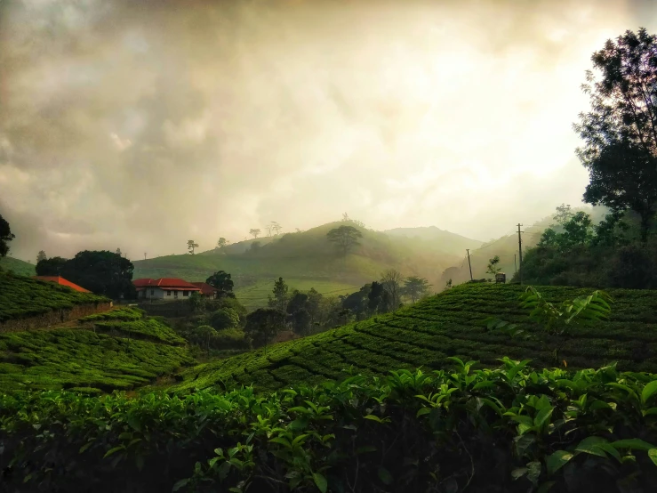 a large tea plantation with green plants on the top