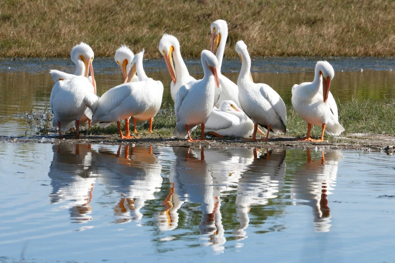 a small flock of birds gathered together near the water