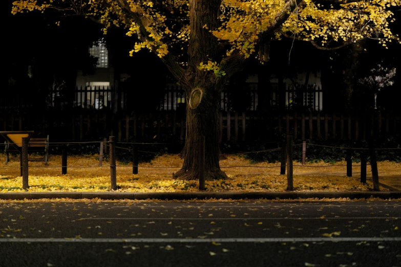 a bench on the edge of the street in front of a tree