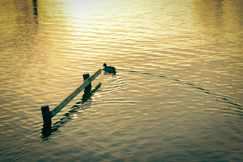 a couple of ducks standing on the end of a boat