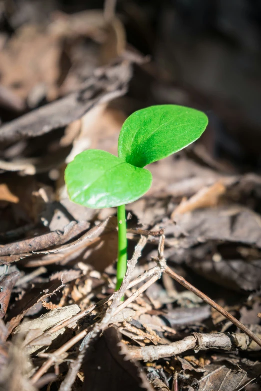 the small green plant is growing in the ground