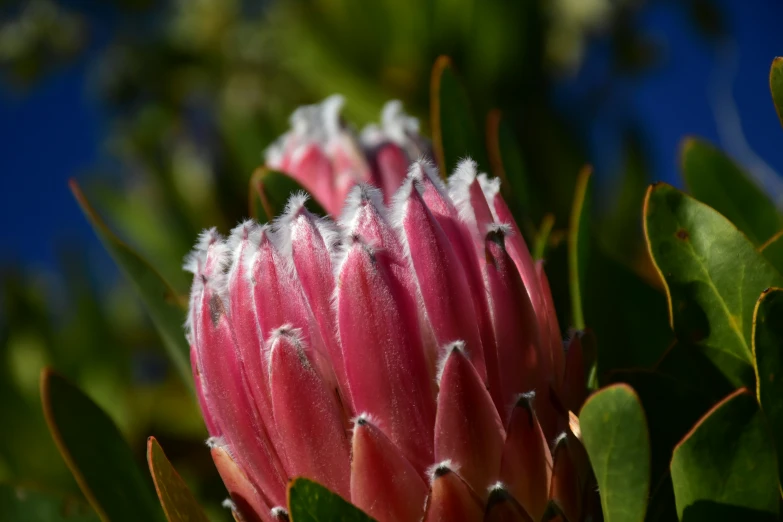 a close up po of a large flower