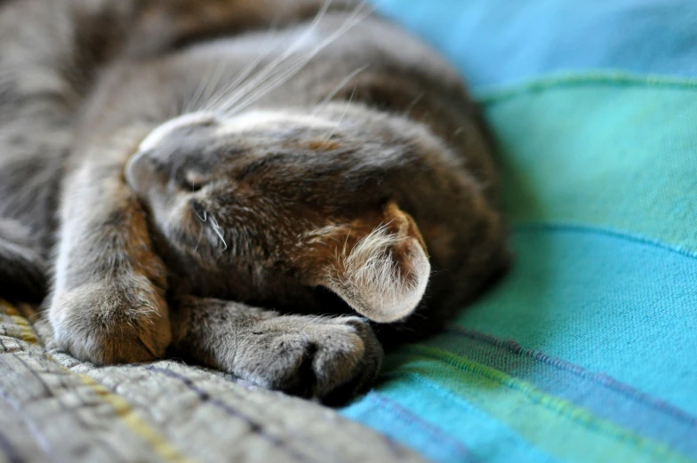 a large cat is laying down on top of a blanket