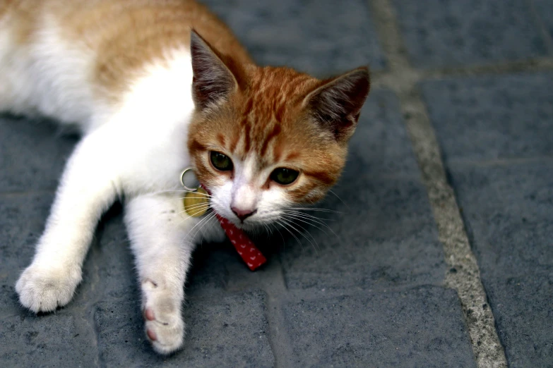 an orange cat laying on the ground chewing on a toy