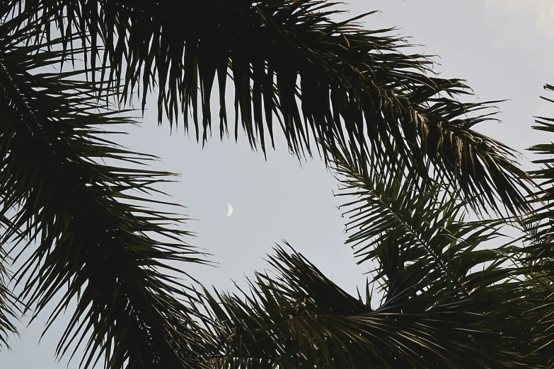 the top of a palm tree against the sky