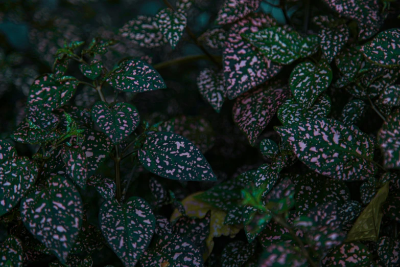 a plant that is covered with a lot of green leaves