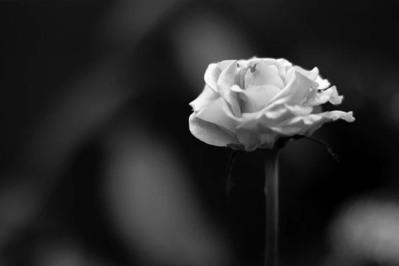 a rose is pictured against the blurred background