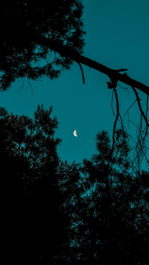 the moon rises from a darkened forest