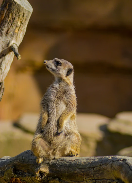 a very small cute looking animal on a log