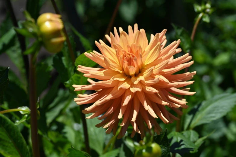 a yellow flower in a field surrounded by leaves