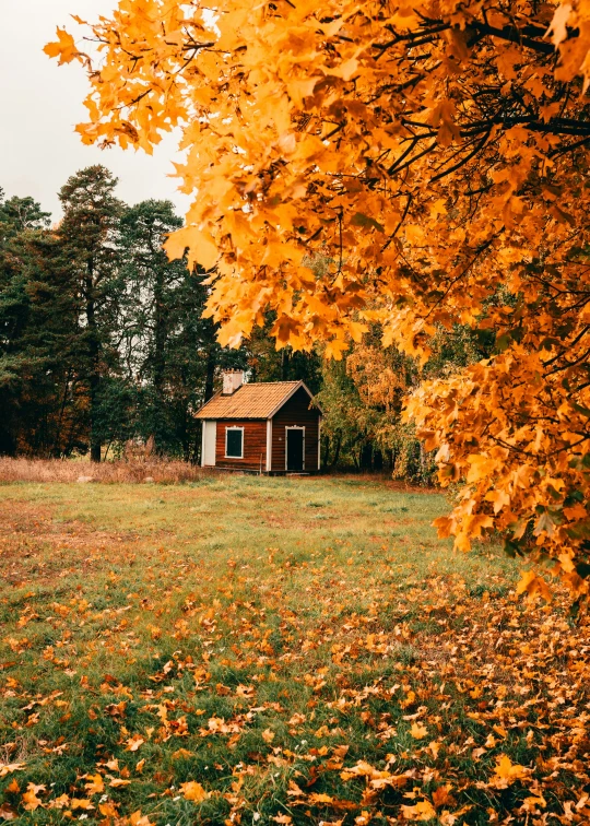 a small cabin nestled in the middle of an autumn field