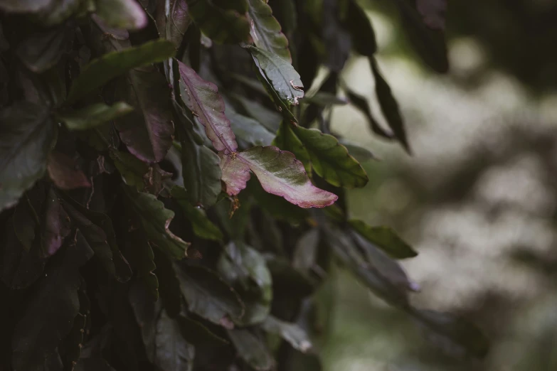 the purple leaves are hanging down from the tree