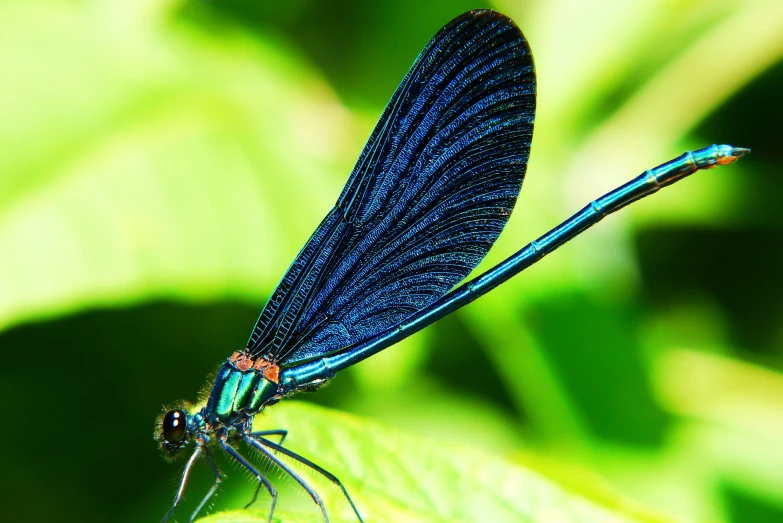 a blue dragon fly perches on a green leaf