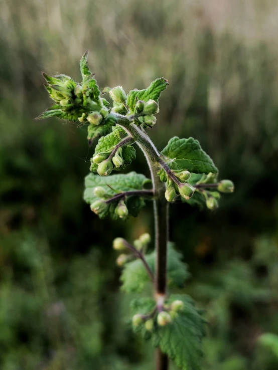 a closeup of the nches of a nch that has flowers and leaves