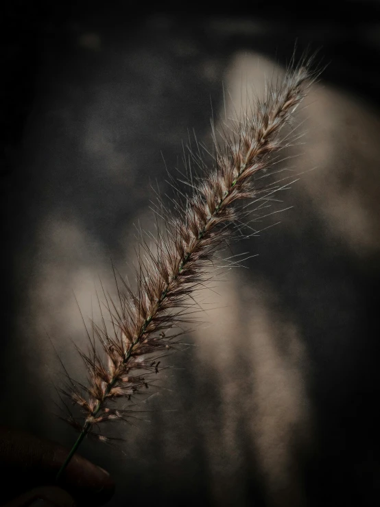 close up pograph of small flower stem taken from side