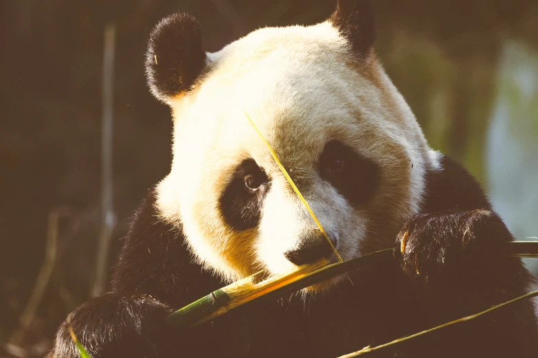 a panda eating bamboo from it's tree