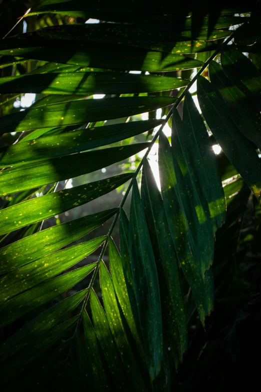 large leaves spread across the sky in front of sun