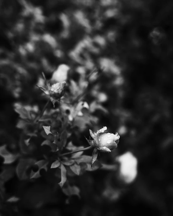 a black and white po of a plant with green leaves