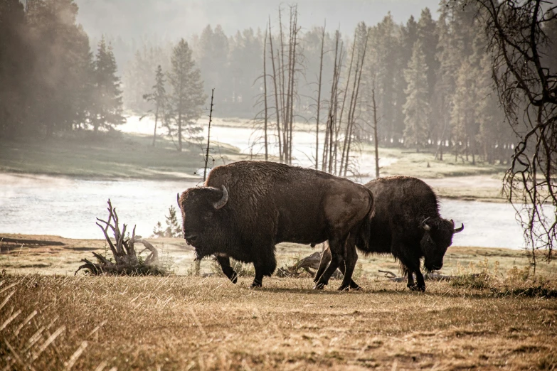 there are two buffalos walking along together