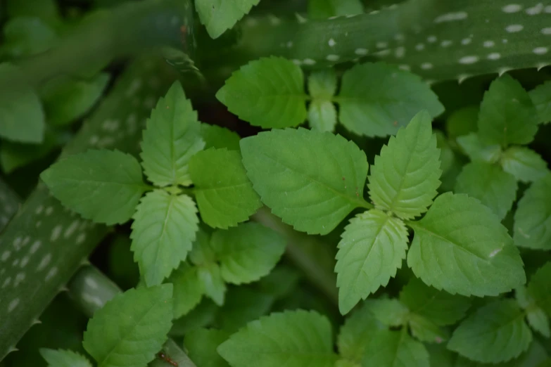 some leaves that are sitting in the grass