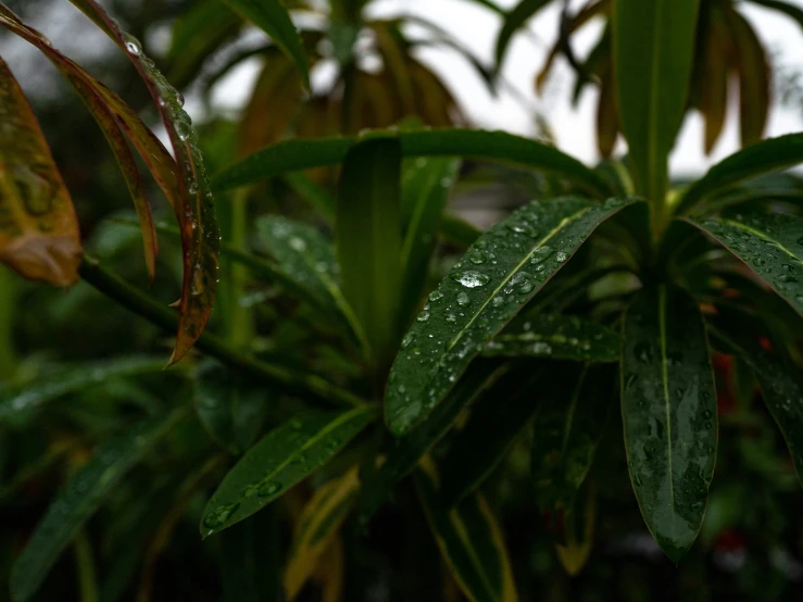 some green plants and water droplets on the leaves