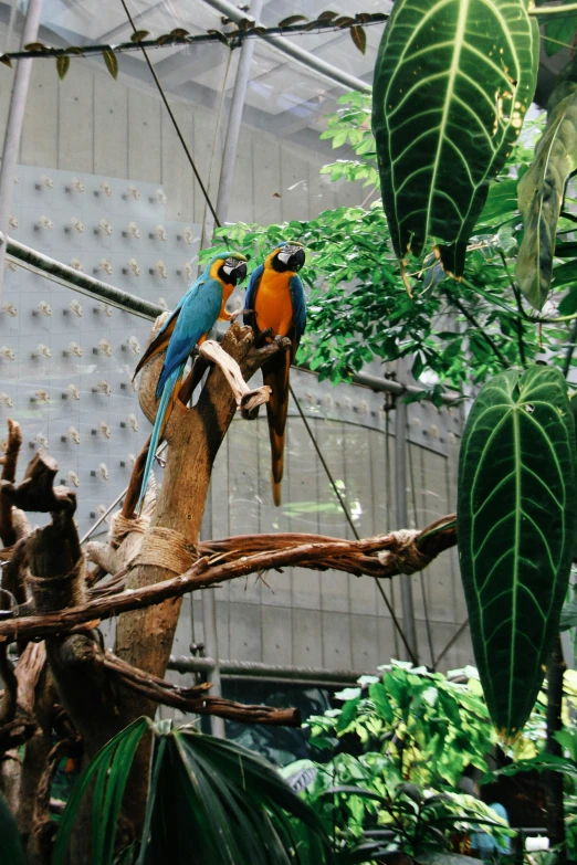 three birds sitting on a tree nch in a glasshouse