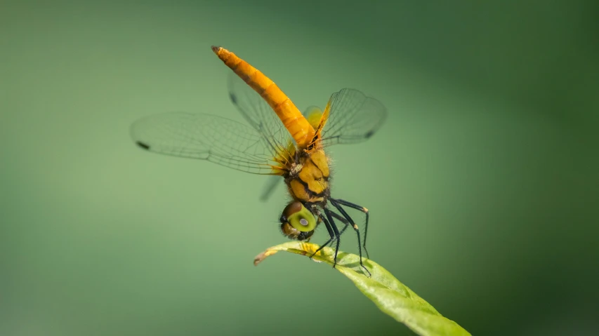 a yellow dragon fly flying close to the camera