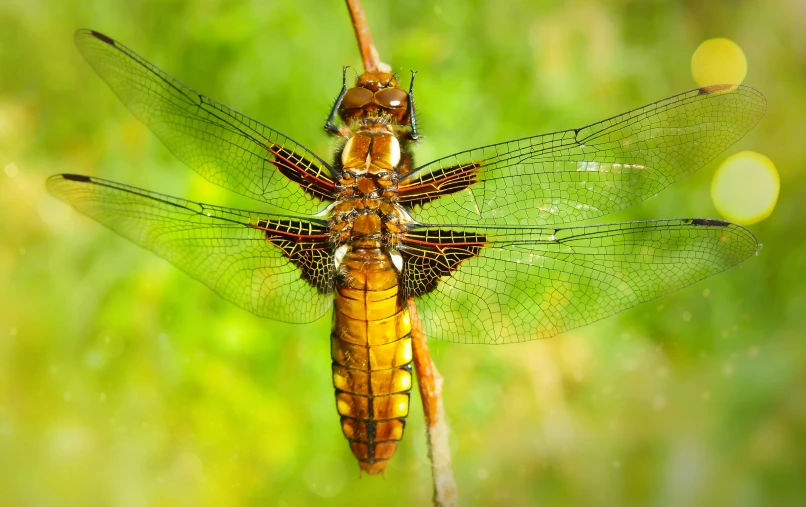 a yellow dragonfly resting on a stem in the sun