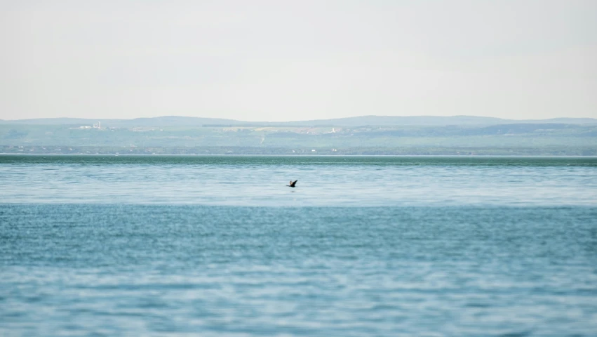 lone bird glides across a large body of water