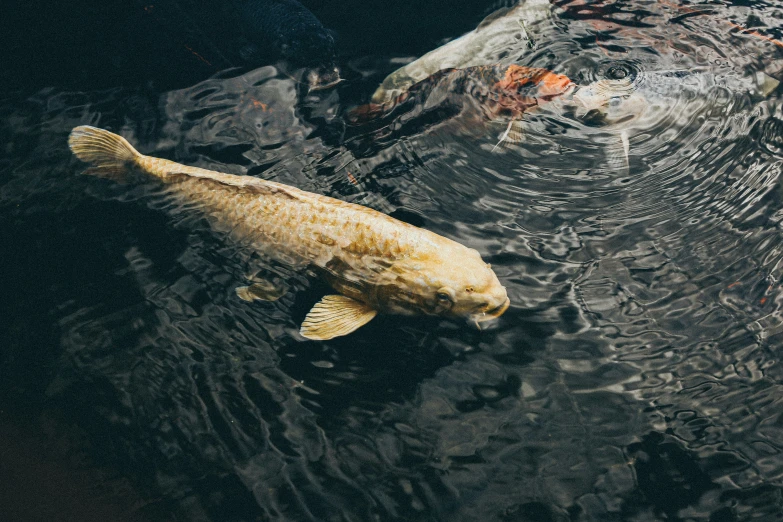 a large gold fish is swimming in water