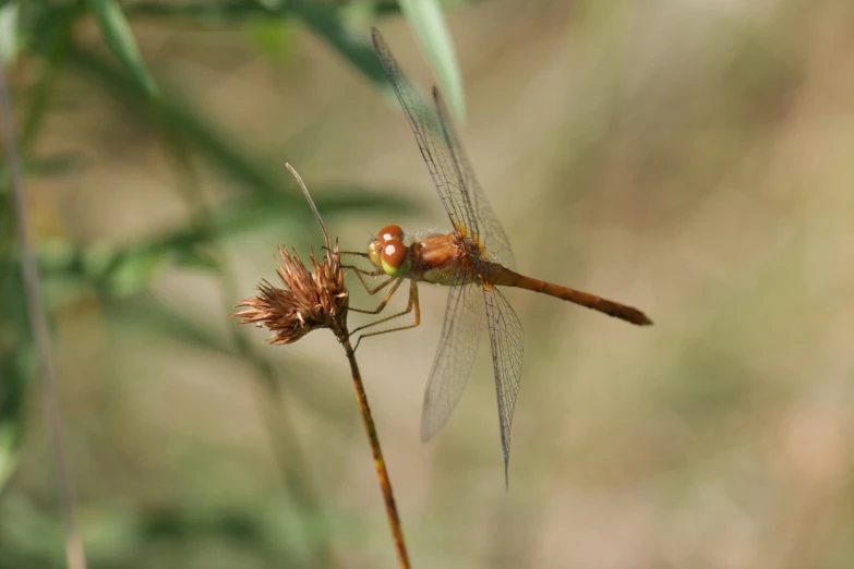 a brown dragon flys on a flower