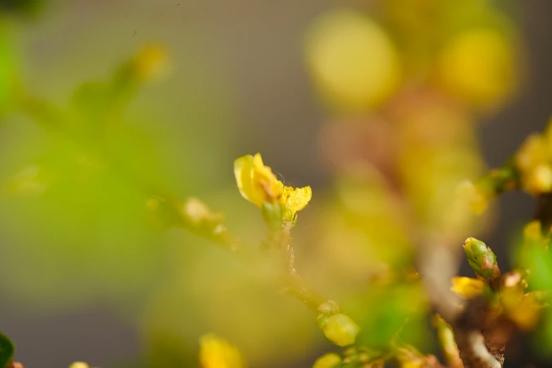 the yellow flowers are very small and tiny