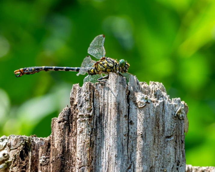 a dragon fly resting on a tree trunk