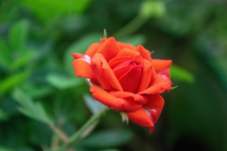 a bright red rose that is growing from the ground