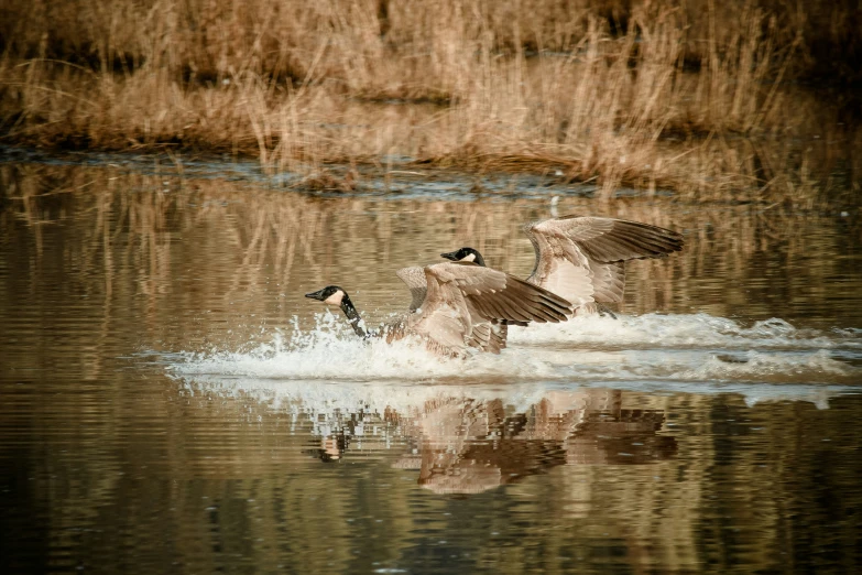 two ducks landing on a body of water