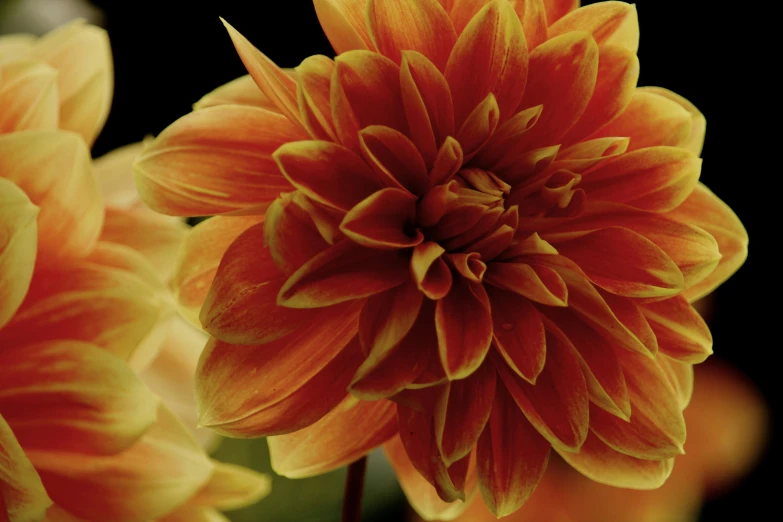 an orange flower with yellow petals is pographed in this closeup po