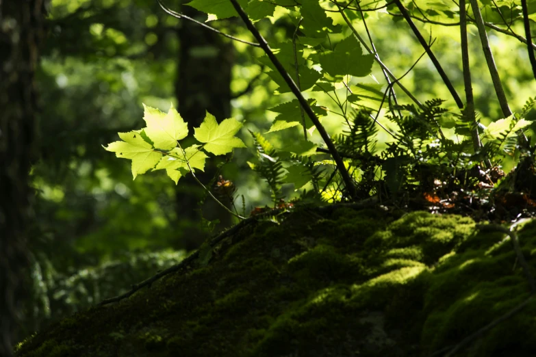 a leafy area with moss on the ground