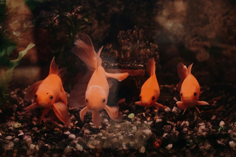 some goldfish are on the edge of a pond in their pen
