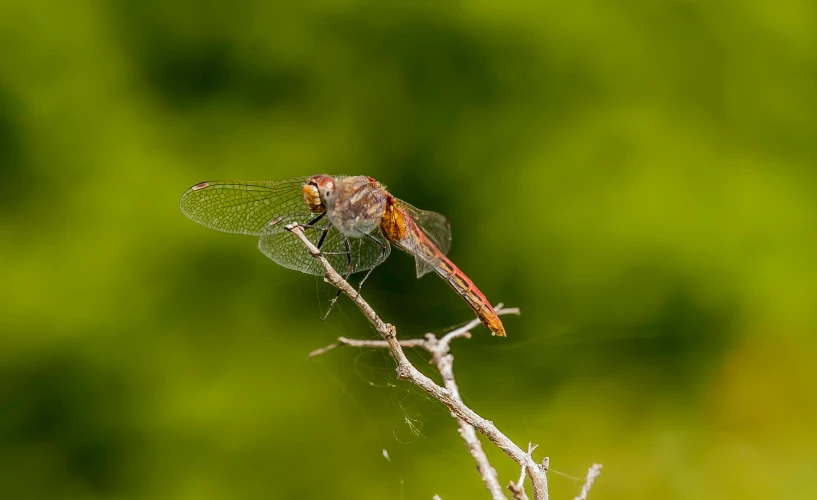 the dragonfly is perched on the small nch