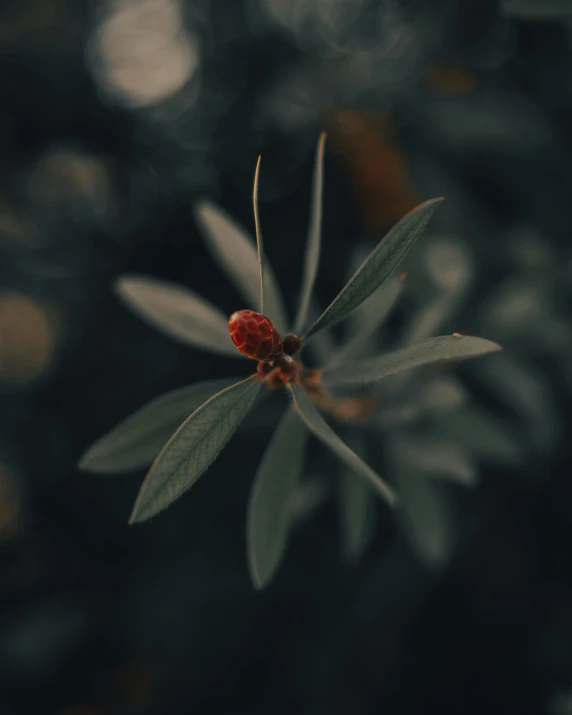 a very cute red flower with some leaves around it