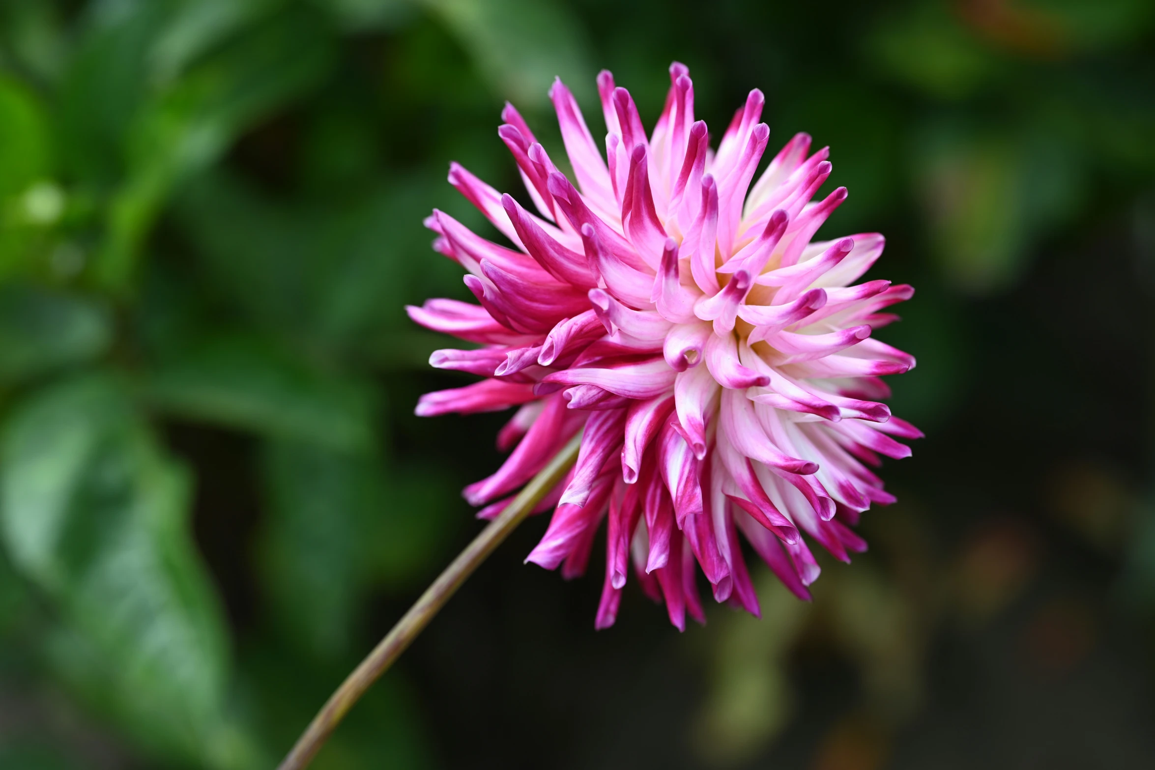 a close - up view of the pink flower in focus