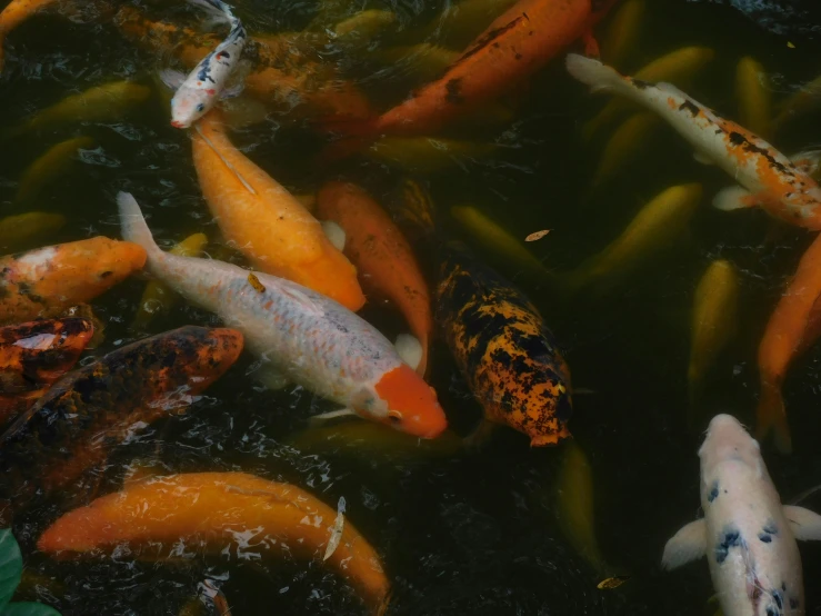 a large group of koi swims in some water