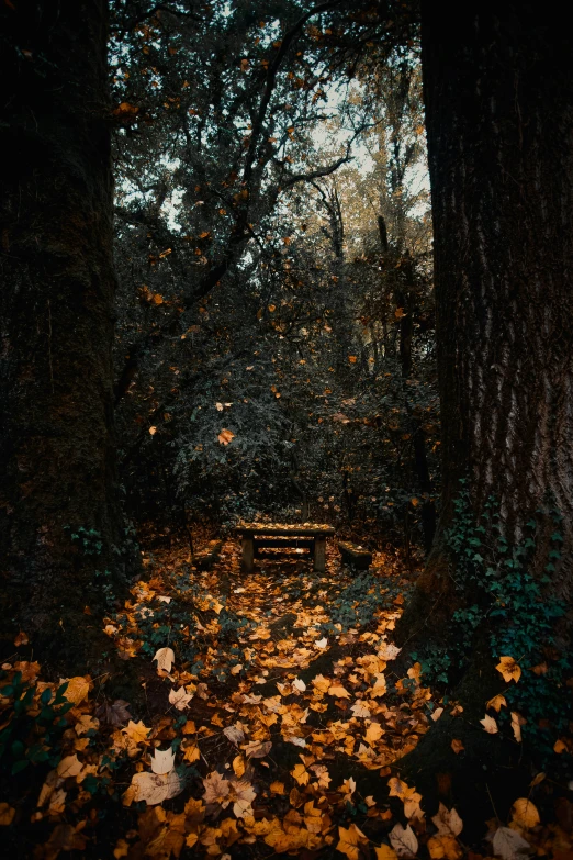 a bench in a forest with lots of leaves scattered all over it